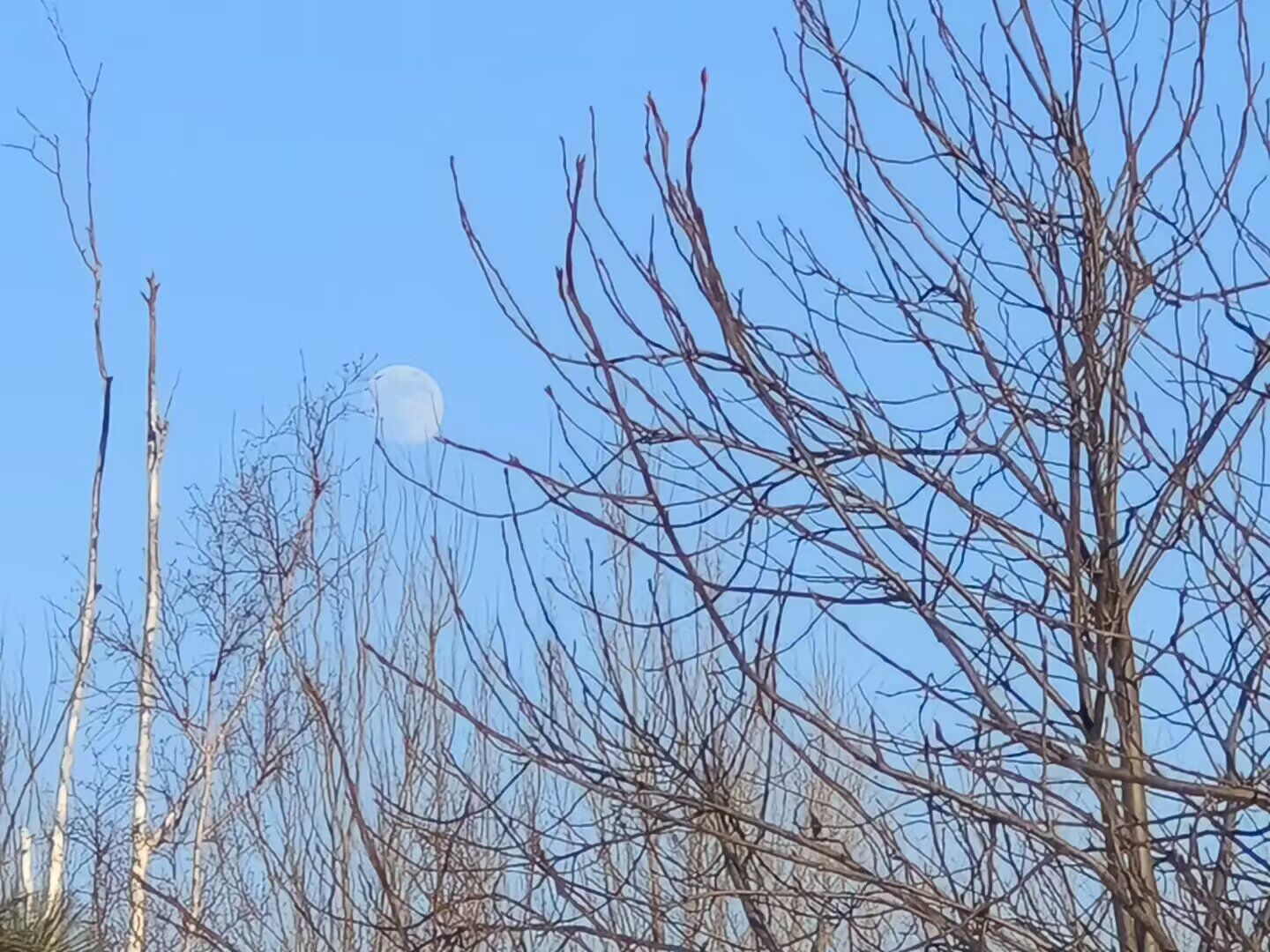 双辽